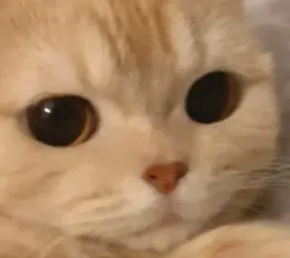 Cats by @Chaitan_yaa whatsapp stickers