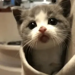🗿 bae87ecf mèo con, mèo, động vật, dễ thương, thú cưng, động vật có vú, vật nuôi telegram sticker