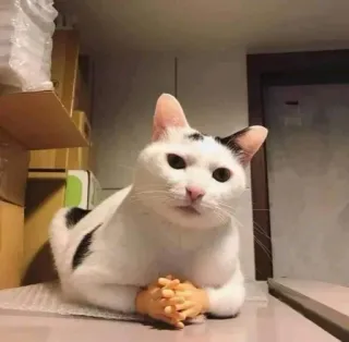 🗿 e718847f mèo, mèo con, động vật, hài hước, vui nhộn, thú cưng, dễ thương telegram sticker