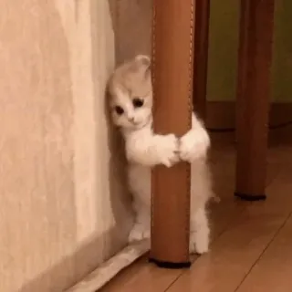 🗿 ea8cf17d mèo, mèo con, dễ thương, động vật, thú cưng, nhỏ, kawaii telegram sticker