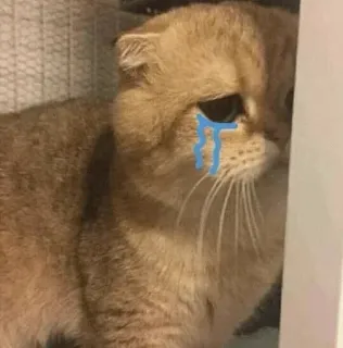 🗿 f66c067a mèo, buồn, khóc, nước mắt, động vật, thú cưng, mèo telegram sticker