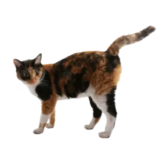 🐾 5a7a4215 kat, lapjeskat, dier, huisdier, huiskat, zoogdier telegram sticker