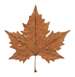 🌟 bb548a82 blad, natuur, plant, herfst, herfst, esdoornblad, botanisch telegram sticker