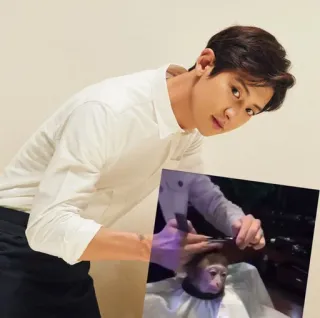 ⚫️ ccd5293a osoba, fryzura, uczesanie, małpa, pielęgnacja, zwierzę telegram sticker