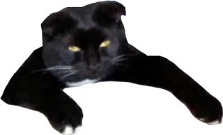 👻 018cd524 黑猫, 猫, 动物, 宠物, 猫科动物, 家猫 telegram sticker