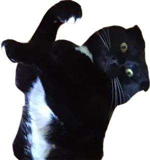 💪 01ace045 猫, 黑白, 动物 telegram sticker