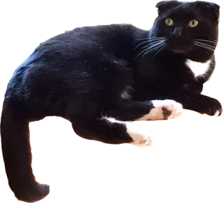 🐗 119b896d 猫, 燕尾服猫, 家养动物, 猫科动物, 黑白猫 telegram sticker