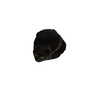 🔬 18f8e25e 猫, 黑猫, 动物, 家畜, 宠物, 可爱, 眼睛 telegram sticker