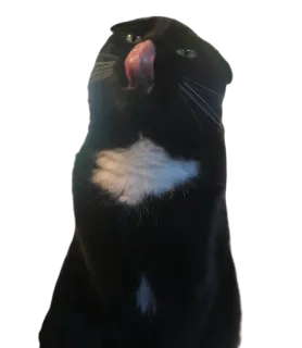 😋 19545aff 猫, 燕尾服猫, 舔, 舌头, 家畜 telegram sticker