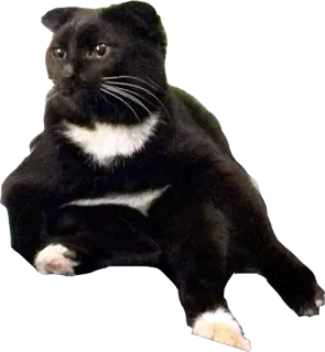 🥓 1c1e90b0 猫, 动物, 黑猫, 宠物, 家畜, 哺乳动物 telegram sticker