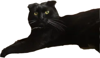 🛁 206ed7d9 猫, 黑猫, 动物, 宠物 telegram sticker