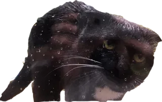 😬 25476af2 猫, 湿猫, 黑猫, 动物, 宠物, 家畜, 可爱 telegram sticker