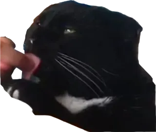 😋 3569da3b 猫, 黑猫, 宠物, 动物, 猫科动物 telegram sticker