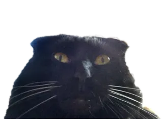 🧟‍♂️ 40ae6651 猫, 黑猫, 动物, 宠物, 猫科动物, 可爱 telegram sticker