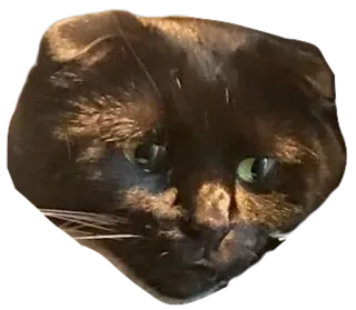 😞 51cc79a7 猫, 宠物, 动物, 家猫, 棕色猫 telegram sticker