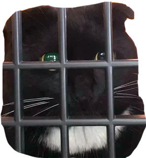 ⚖ 562110db 猫, 黑猫, 宠物, 动物, 笼子 telegram sticker