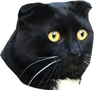 👀 5673372b 猫, 黑猫, 宠物, 动物, 家猫, 哺乳动物 telegram sticker