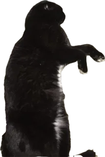 🚑 5a8bbd93 猫, 黑猫, 站立的猫, 家畜, 动物, 宠物 telegram sticker