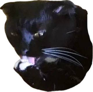 🛀 617f03b4 黑猫, 猫, 舔, 宠物, 动物 telegram sticker