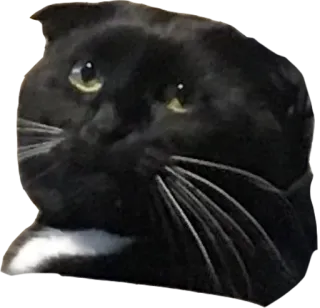 🤒 63ac0850 猫, 宠物, 动物, 家畜, 哺乳动物, 黑猫 telegram sticker