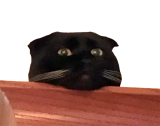 😴 78262f1b 猫, 黑猫, 动物, 宠物, 家畜, 猫科动物 telegram sticker