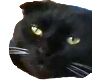 😕 8daefa36 猫, 动物, 黑猫, 宠物, 猫科动物 telegram sticker