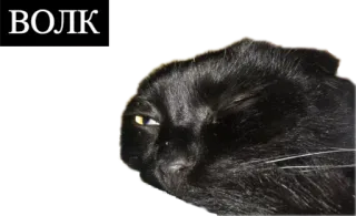 🐺 972c69f4 ВОЛК 猫, 狼, 动物, 表情包, 搞笑 telegram sticker