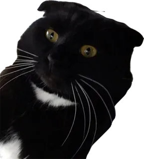 🤖 9bc5abed 猫, 黑猫, 动物, 宠物, 猫科动物 telegram sticker