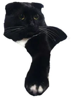 🍗 a737361d 猫, 黑猫, 宠物, 动物, 可爱, 家养动物, 小猫 telegram sticker