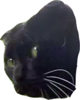 🔪 acbe8184 猫, 黑猫, 动物, 宠物, 家畜 telegram sticker