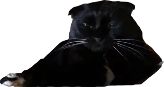 😪 b4f491b6 猫, 黑猫, 宠物, 动物, 家畜, 猫科动物 telegram sticker