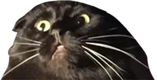 🙀 bb21bd10 猫, 宠物, 动物, 黑猫, 猫科动物, 家畜 telegram sticker