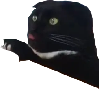 😲 bc09b858 猫, 黑猫, 宠物, 动物, 可爱, 家畜, 舌头 telegram sticker