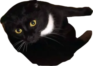 🏄 dbb84b52 猫, 黑猫, 动物, 宠物, 家畜, 黄眼睛 telegram sticker