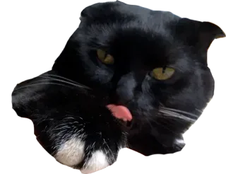 🌰 e1781e5f 猫, 黑猫, 舔爪子, 动物, 宠物, 家畜 telegram sticker
