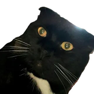 🥺 e64688af 猫, 动物, 宠物, 黑猫, 燕尾服猫, 家猫, 猫科动物 telegram sticker