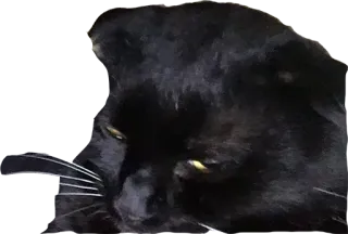 charlie boi telegram stickers