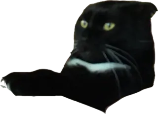 😳 f6c6d694 猫, 黑猫, 动物, 宠物, 家畜, 猫科动物 telegram sticker