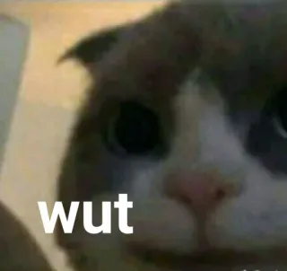 🐱 0dea9bb4 wut kat, grappig, meme, dier, huisdier, uitdrukking, schattig telegram sticker