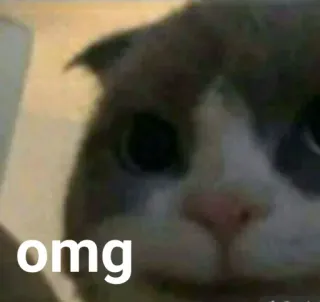 🐱 3a8e5f1c omg kat, omg, verrast, schattig, meme telegram sticker