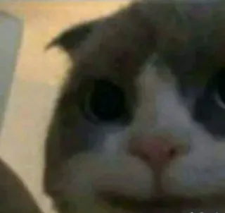 🐱 7d1ca040 kat, schattig, dier, huisdier, meme telegram sticker