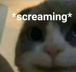 🐱 b24bd52b *screaming* kat, schreeuwend, Meme, grappig, dier telegram sticker