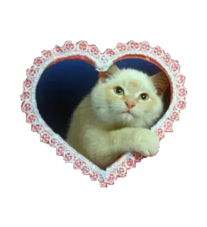 😍 0f61bbe8 고양이, 하트, 귀여운, 동물, 스티커 telegram sticker