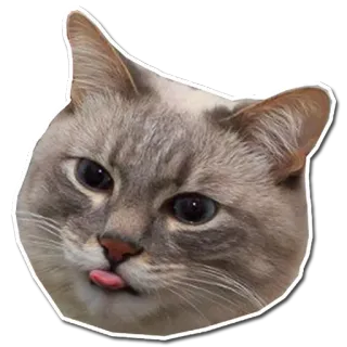 😋 4d725c1b 고양이, 동물, 귀여운, 스티커, 애완동물 telegram sticker