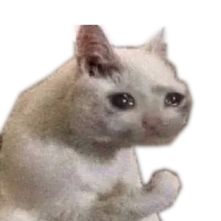 😢 612be2f6 고양이, 슬픈, 우는, 밈, 동물 telegram sticker