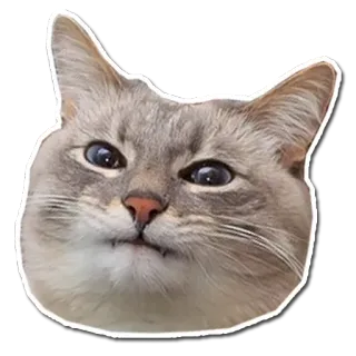 😤 683fd1bb 고양이, 동물, 밈, 웃긴, 애완동물, 귀여운, 고양이과 telegram sticker