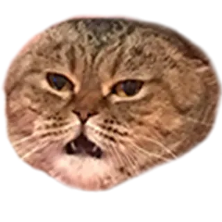 😖 7cff3d41 고양이, 웃긴, 동물, 밈 telegram sticker