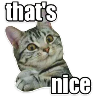 👍 8fec114e that's nice 고양이, 귀여운, 웃긴, 밈, 애완동물 telegram sticker