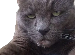 Caters Gonna Cate telegram stickers