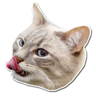 😋 af111a6a 고양이, 핥다, 동물, 애완동물, 파란 눈 telegram sticker